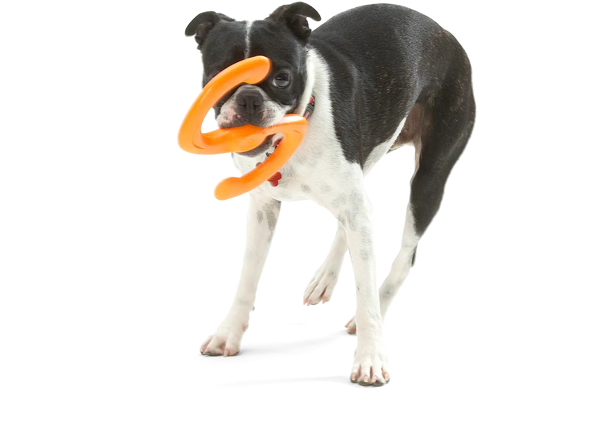 Bumi Dog Tug Toy