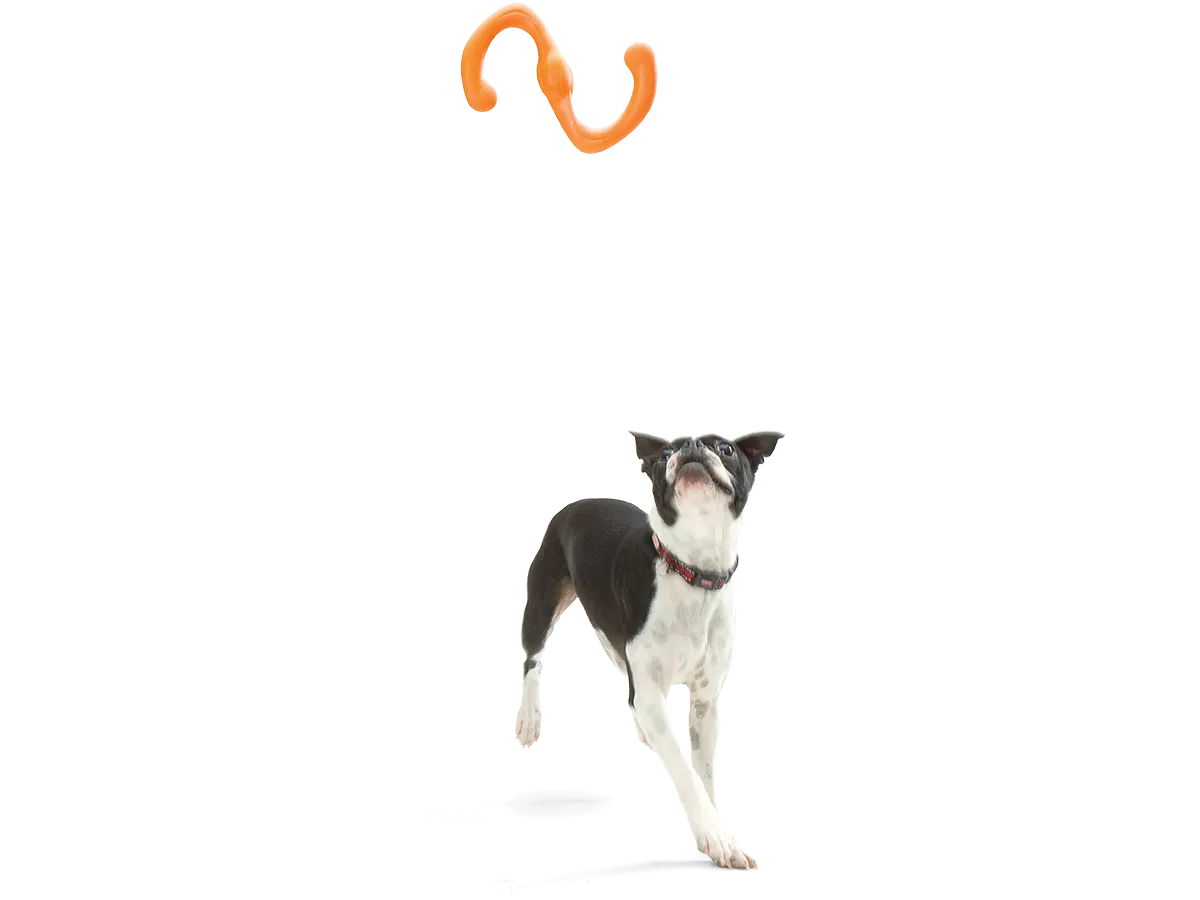 Bumi Dog Tug Toy
